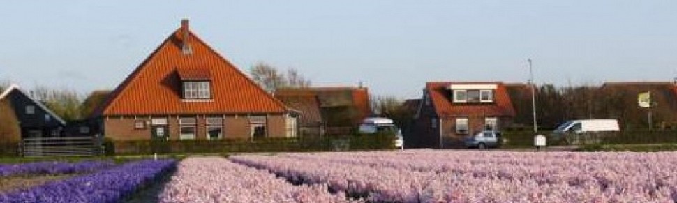 boerderij en hyacinthen